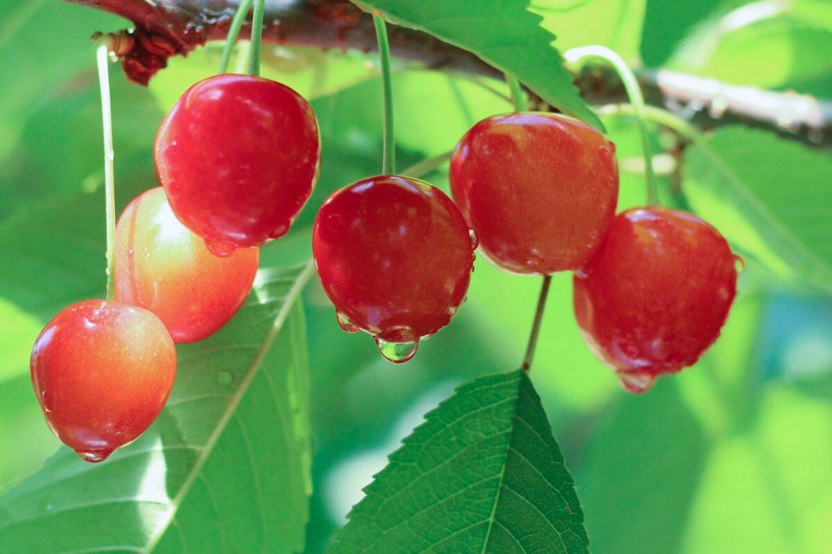 Niki Park Farm Day Tour