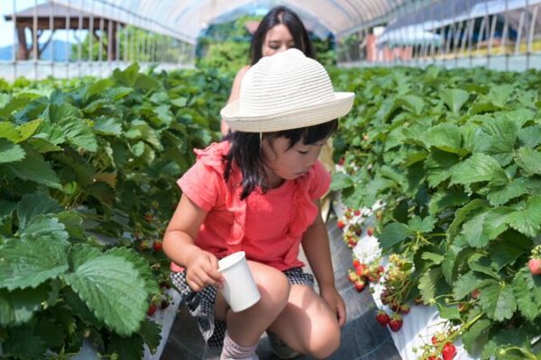 Strawberry Picking Color Edited